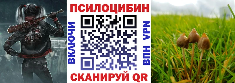 закладки  Рыльск  Псилоцибиновые грибы Psilocybe 
